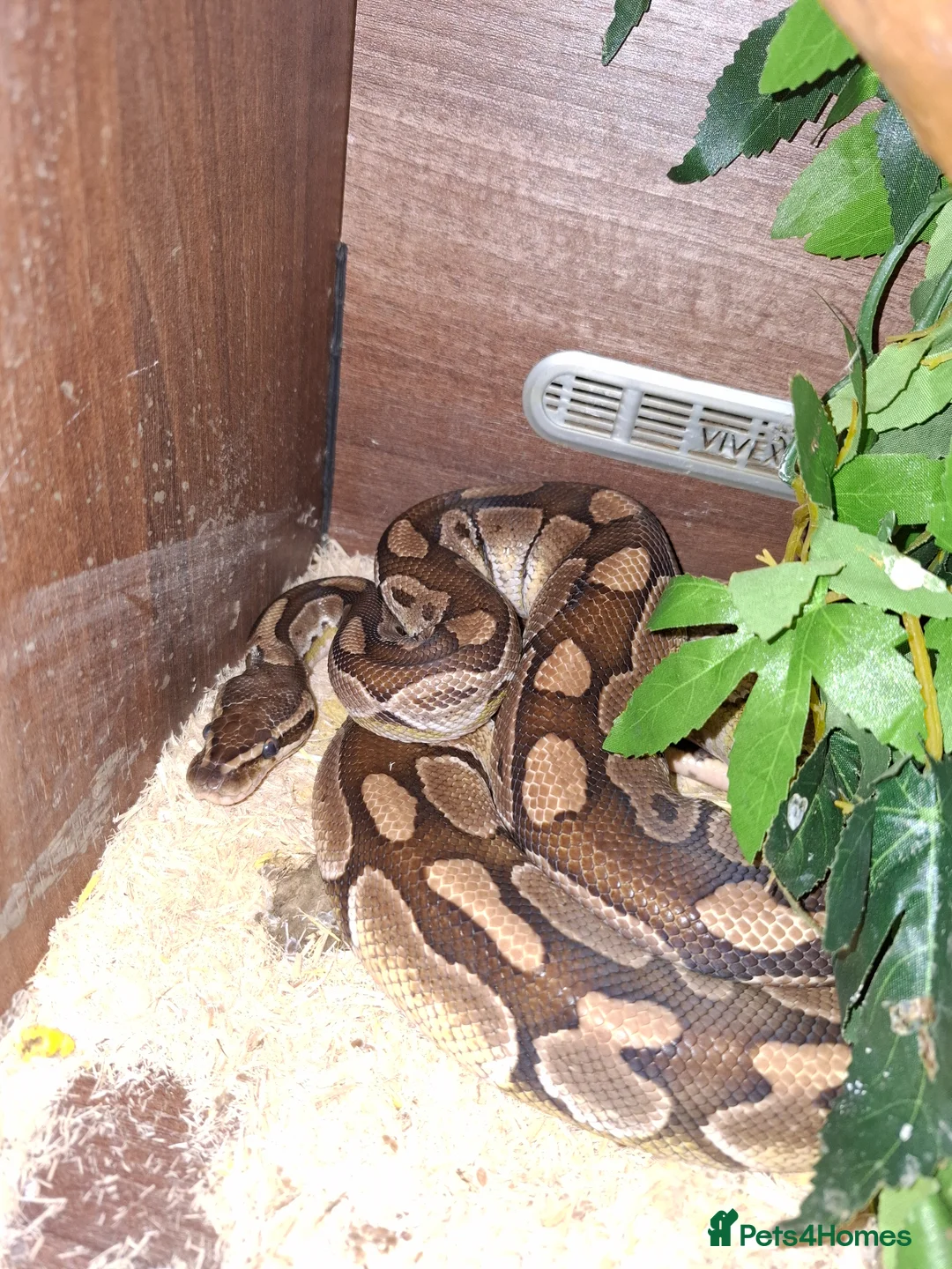 Python Snake reptiles for sale: Royal python in Coatbridge - Advert 2