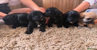 Yorkiepoo dogs - Advert 1