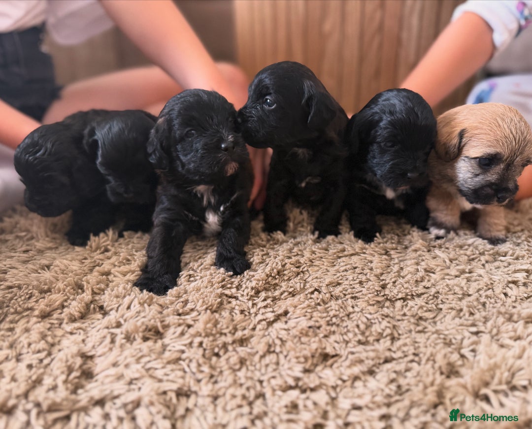 Yorkiepoo dogs for sale: Yorkiepoos - Image 2