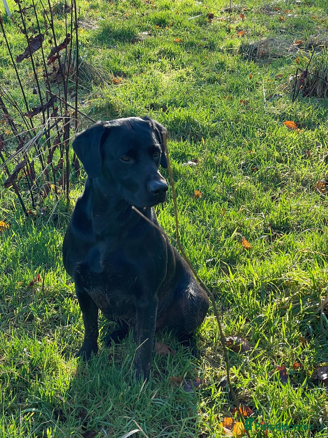 Labrador Retriever dogs for sale: KC registered Labrador Retriever puppies  - Advert 3