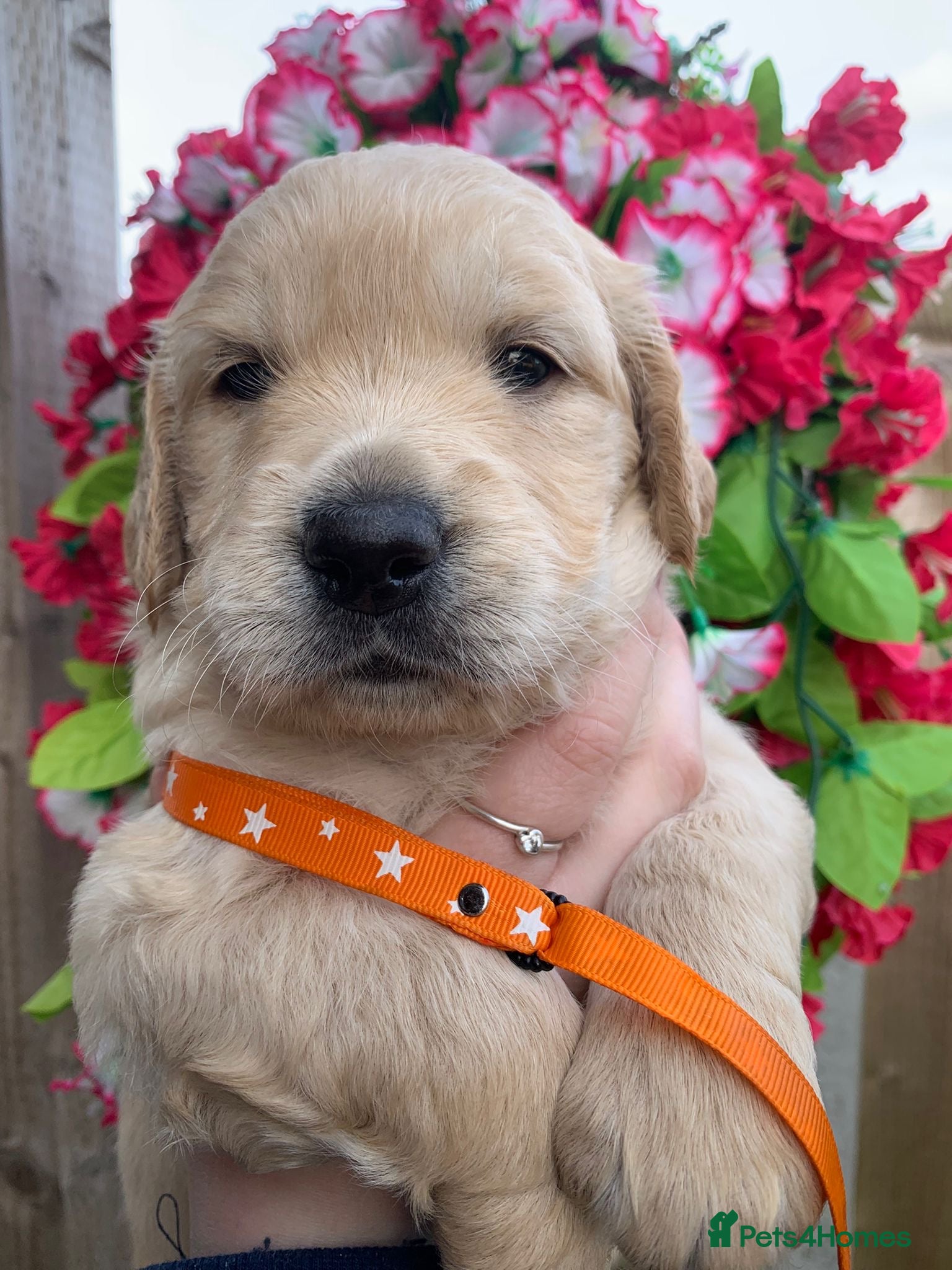 Goldendoodle dogs 9 mini dna clear Goldendoodle puppies  - Advert 2