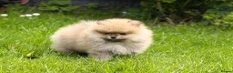 Pomeranian dogs for sale: 🔥     Top Quality Pomeranian Available🧸 - Advert 2