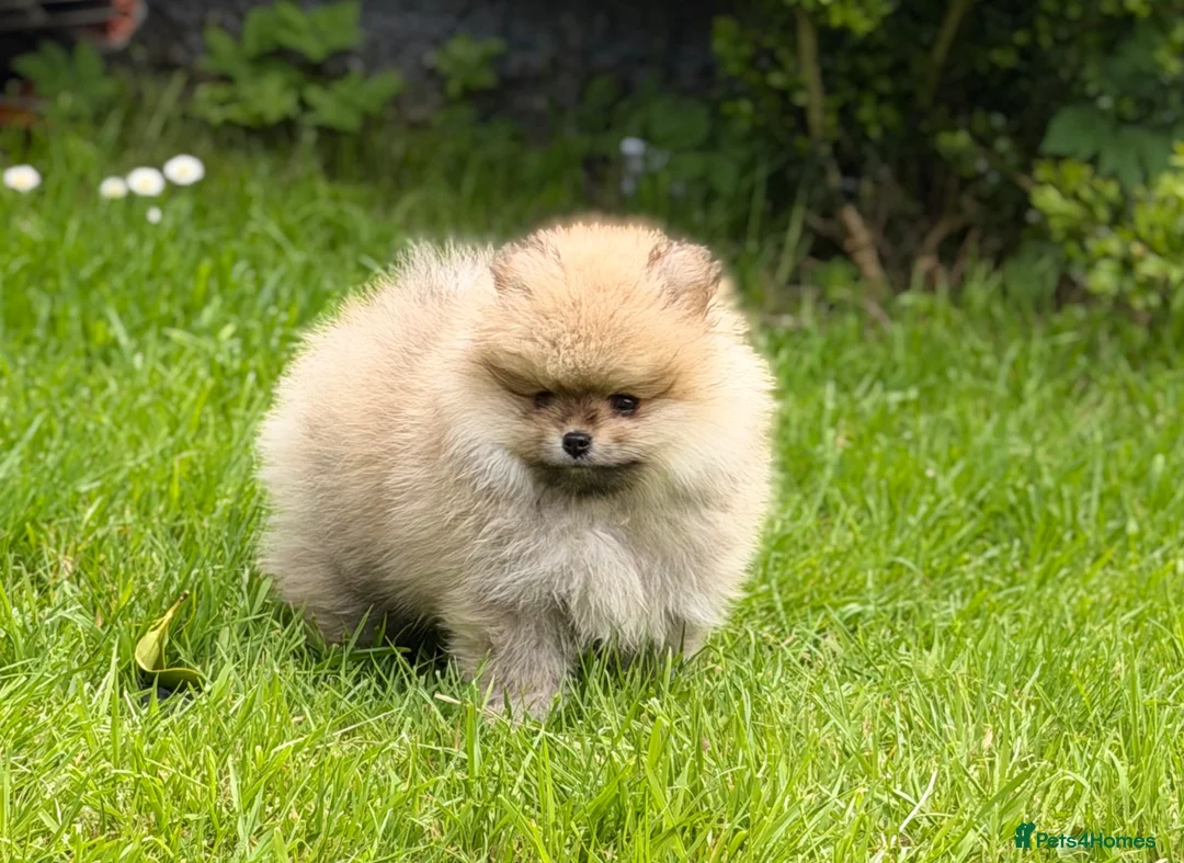 Pomeranian dogs for sale: 🔥     Top Quality Pomeranian Available🧸 - Advert 2