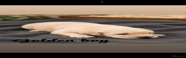 Golden Retriever 2