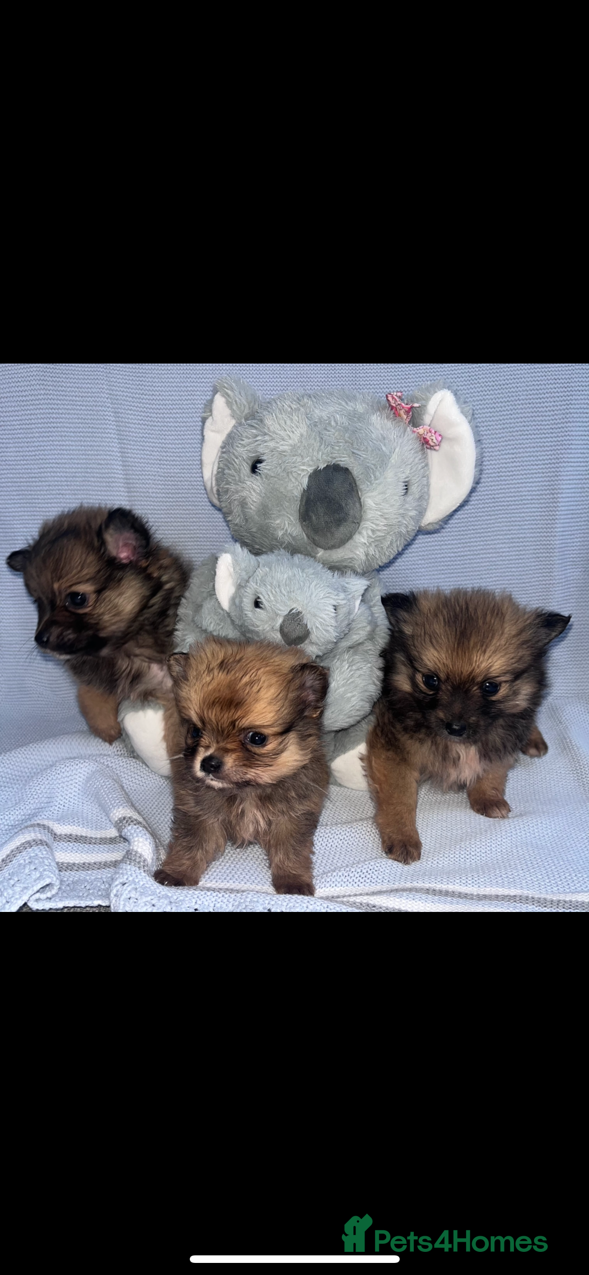 Pomeranian dogs Pomeranian - Advert 1