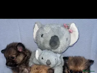 Pomeranian dogs Pomeranian - Advert 1