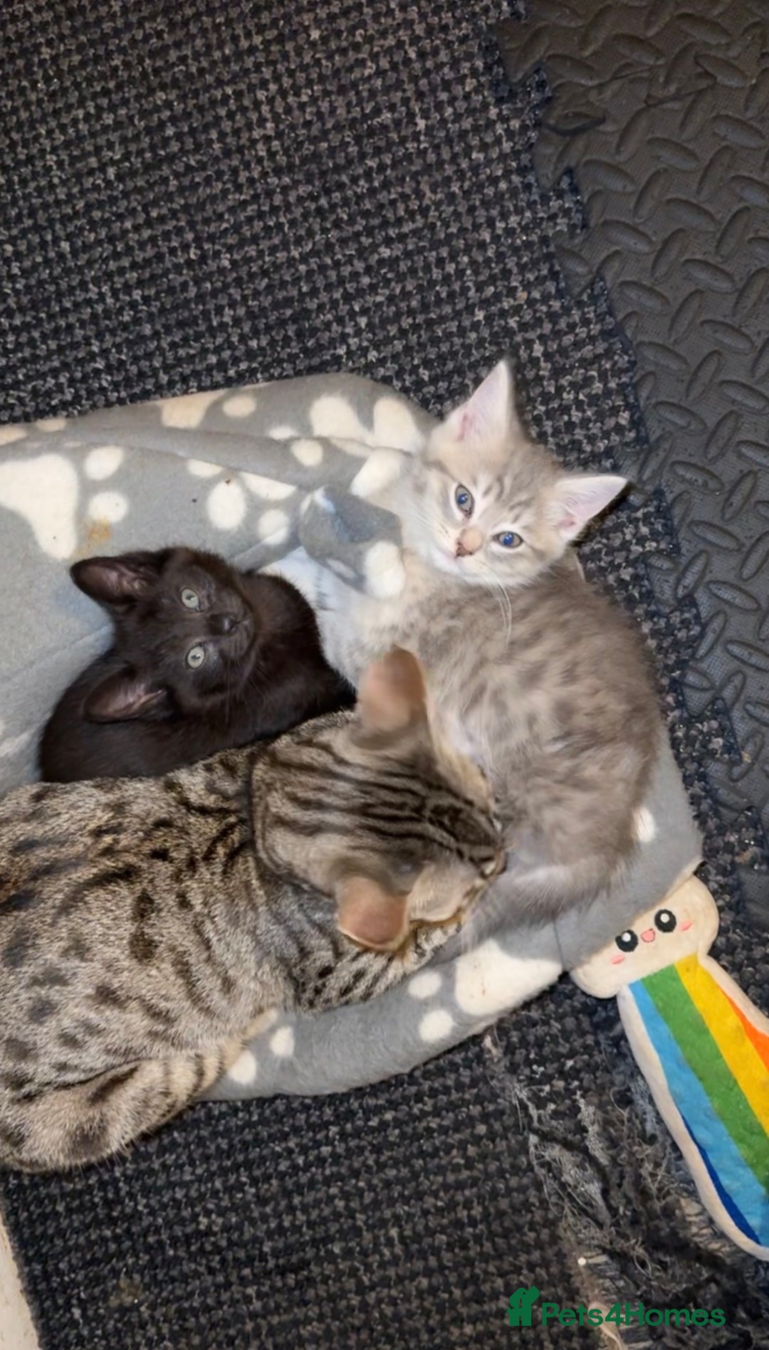 British Shorthair cats for sale: mixed british shorthairs  - Advert 3