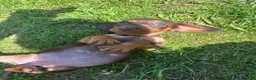 Miniature Dachshund dogs for sale: 3 left in Somerset, ready next week!  in Watchet - Advert 4