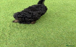 Toy Poodle dogs for sale: Toy poodle  - Image 12