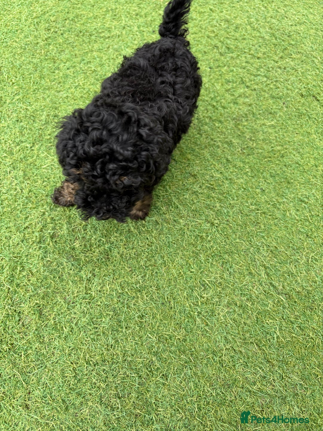 Toy Poodle dogs for sale: Toy poodle  - Image 12