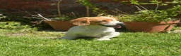 Cockalier dogs for sale: Gorgeous Covkalier puppies! - Advert 8