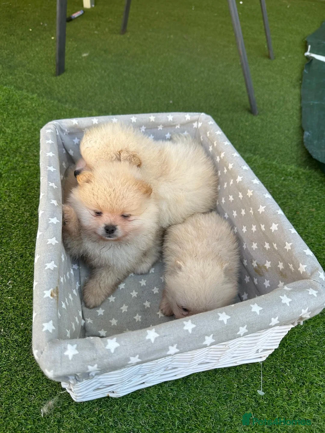 Pomeranian dogs for sale: Beautiful Cream&Wolf Sable Male Pomeranian Puppies - Advert 2