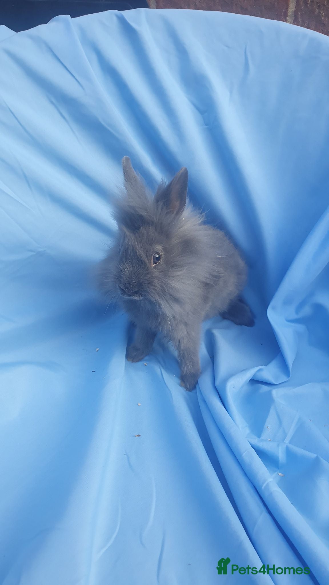 Mixed Breed rabbits Netherland dwarf  - Advert 14