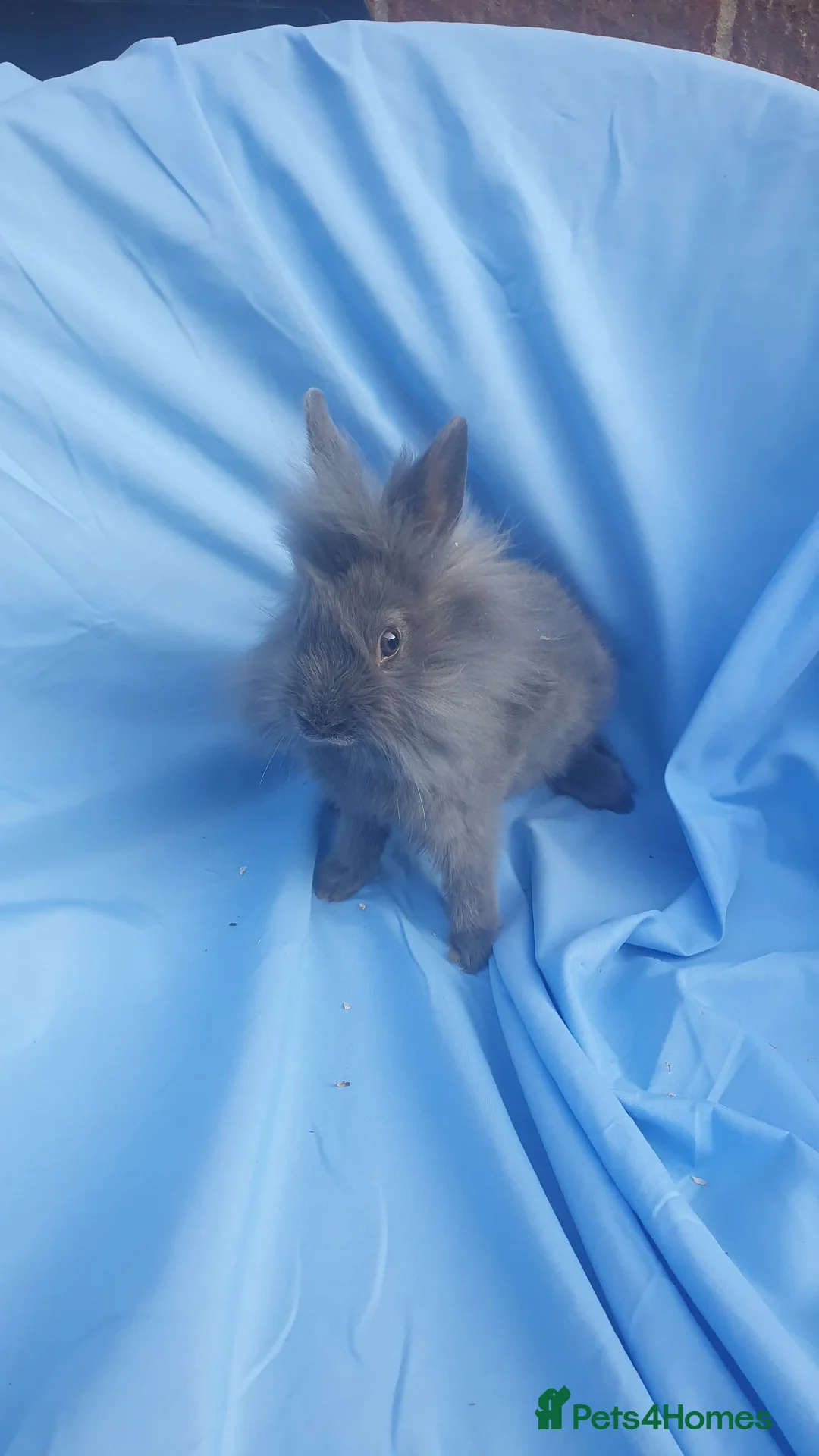 Mixed Breed rabbits for sale: Netherland dwarf  - Advert 1