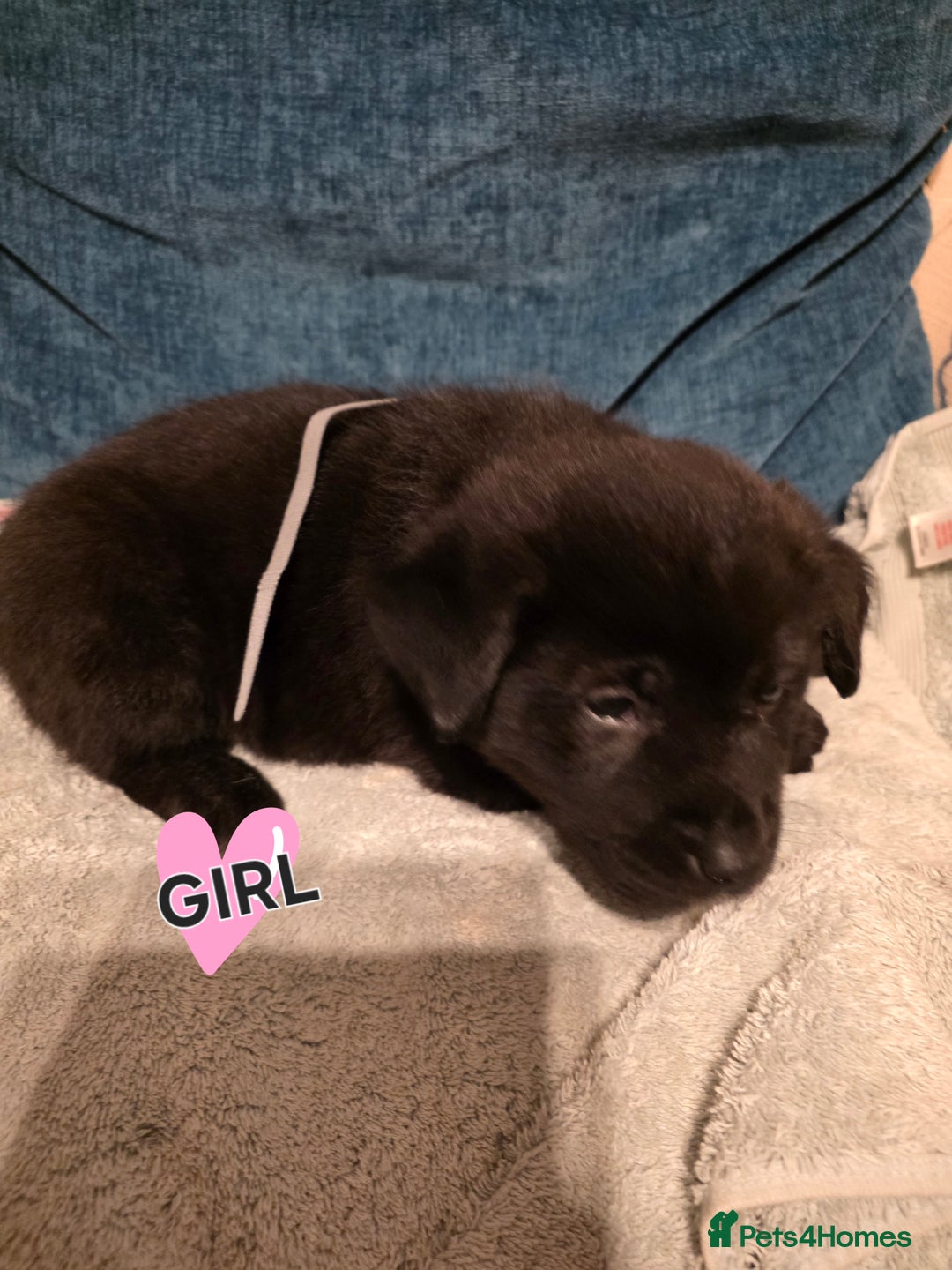 Mixed Breed dogs for sale: Gorgeous Labrakita (American Akita x Lab) Puppies - Advert 12