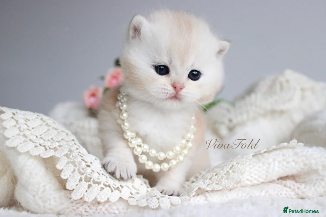 British Shorthair cats for sale: ✨Rare & Exclusive Premium Quality Kitten✨ - Advert 2