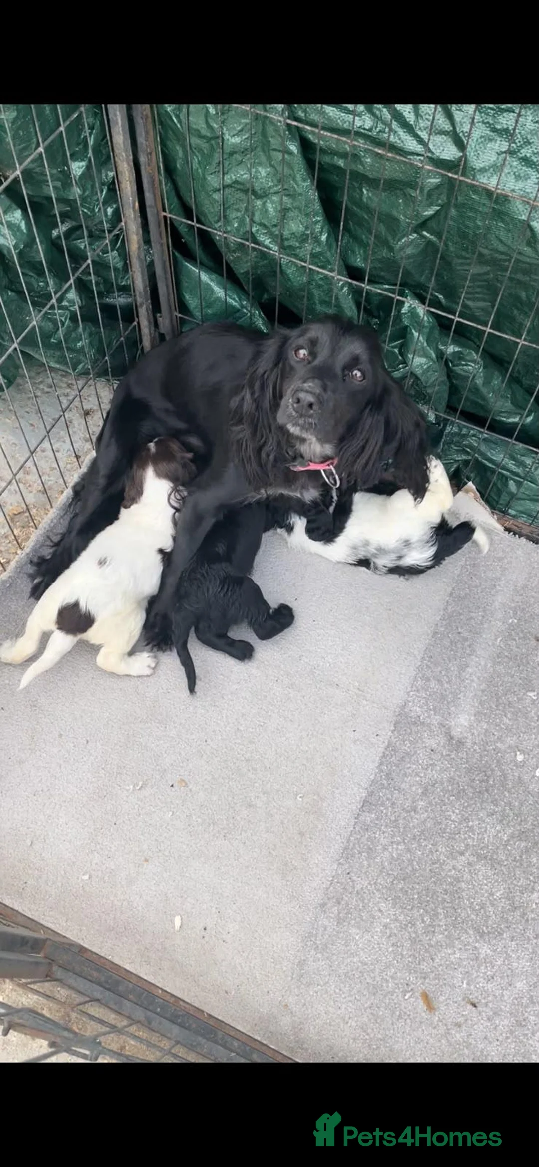 Cocker Spaniel dogs for sale: cocker spaniel puppies - Advert 1