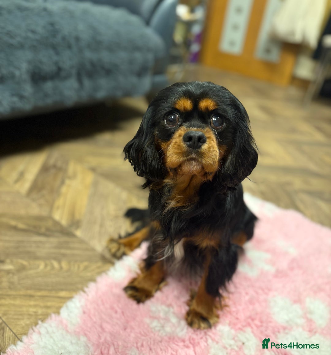 Cavalier King Charles Spaniel dogs for stud: Black & tan stud 🏴󠁧󠁢󠁳󠁣󠁴󠁿 - Advert 1