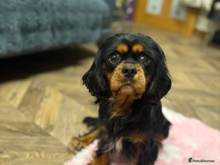 Cavalier King Charles Spaniel dogs Black & tan stud 🏴 - Advert 13