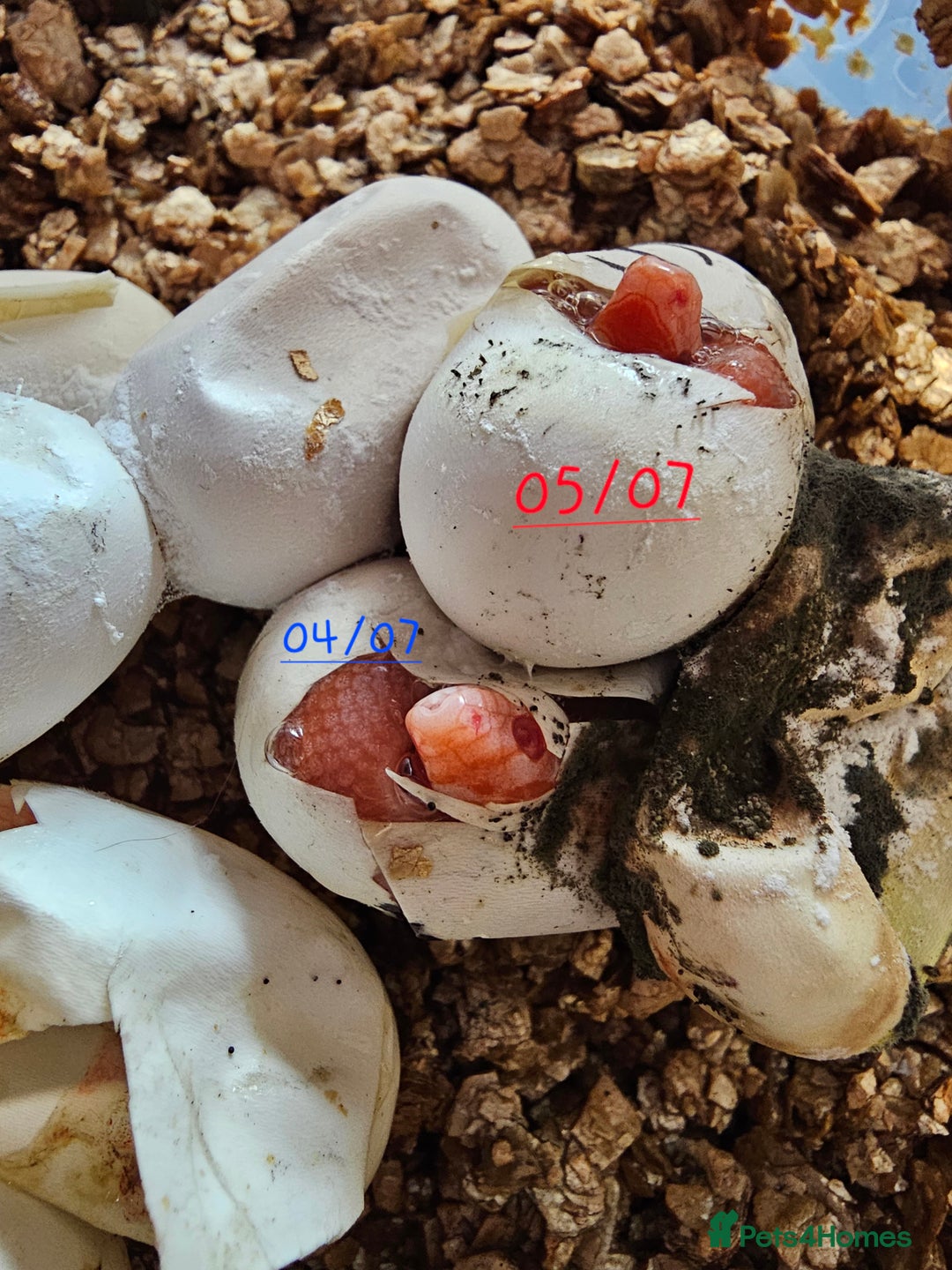 Corn Snake reptiles for sale: Beautiful corn snakes  - Image 7