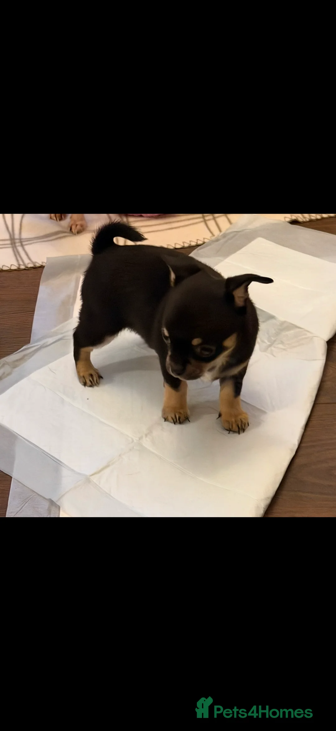 Chihuahua dogs for sale: Playful baby boy tri coloured chihuahua  - Advert 7