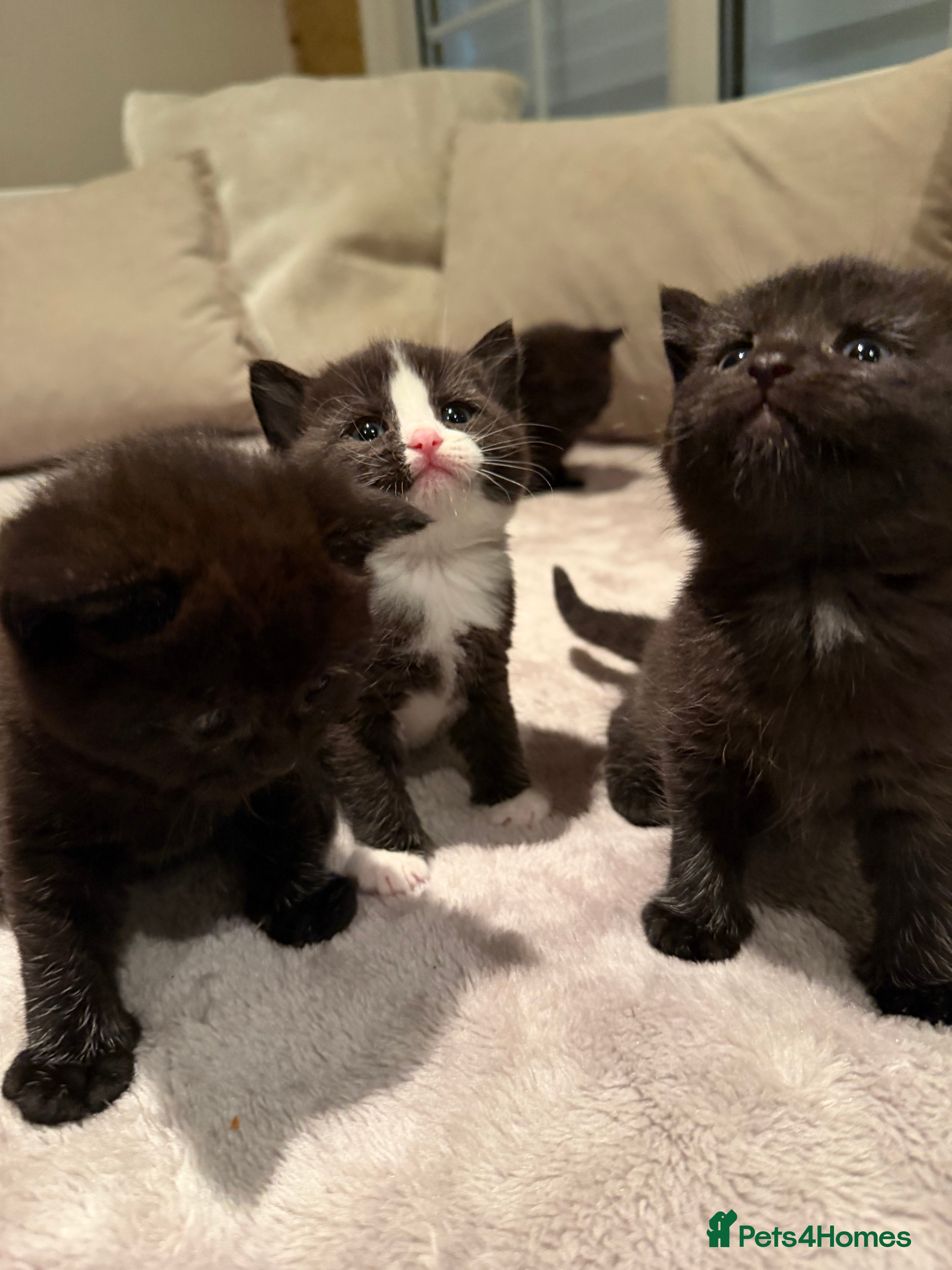 Mixed Breed cats 7 kittens looking their forever home - Advert 1