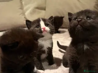 Mixed Breed cats 7 kittens looking their forever home - Advert 2