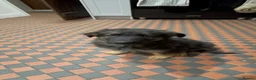German Shepherd dogs for sale: Pure bred Straight Back German Shepherds - Advert 6
