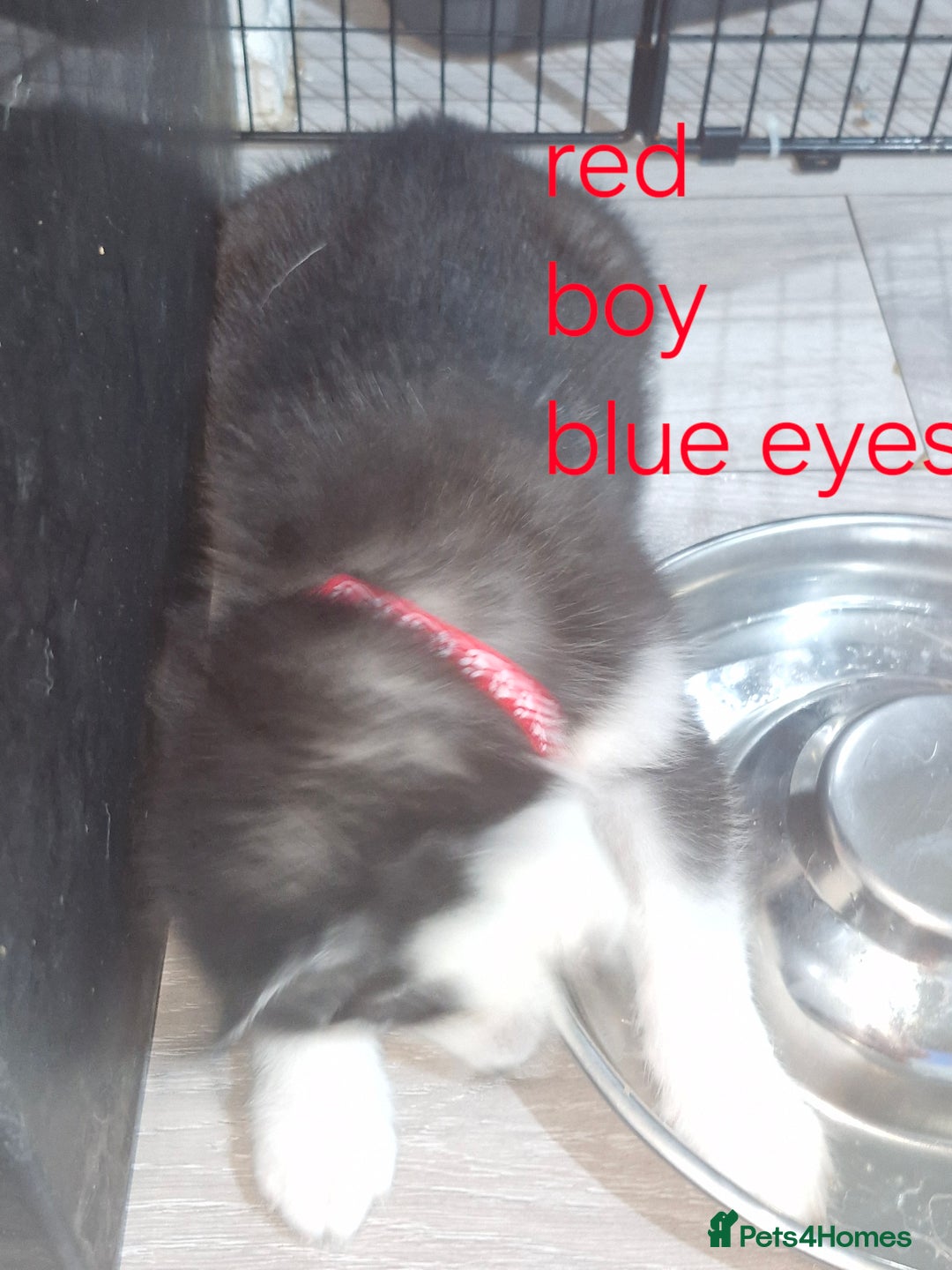 Siberian Husky dogs for sale: 8 husky pups - Advert 18