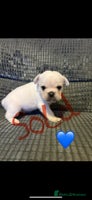 Frug dogs 3/4 frenchie 1/4 pug pups for sale - Advert 2