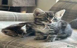 Ragcoon cats for sale: Beautiful Ragcoon Kittens - Image 13