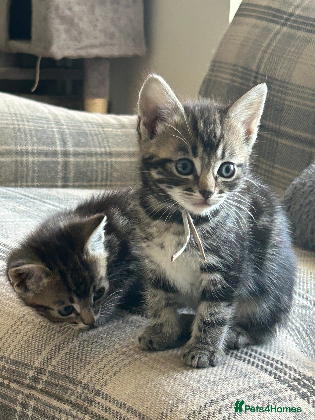 Ragcoon cats for sale: Beautiful Ragcoon Kittens - Image 13