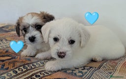 Cavachon dogs for sale: Cavachon Puppies - excellent example!  - Image 13