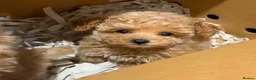 Poodle dogs for sale: Toy Poodle puppies for sale in Reading - Advert 3