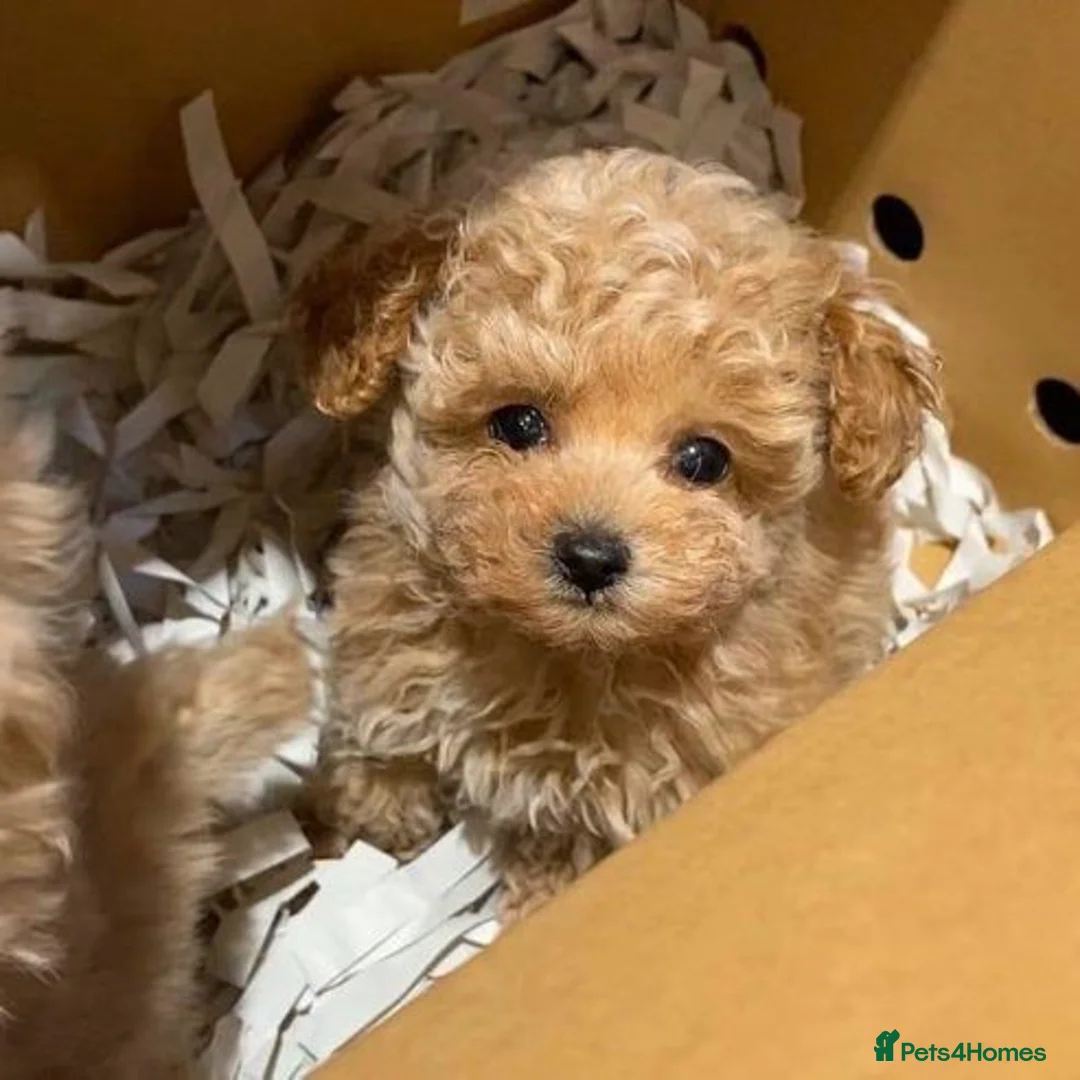 Poodle dogs for sale: Toy Poodle puppies for sale in Reading - Advert 3