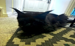 Maine Coon cats for sale: Two lovely Main coon boys - Image 5