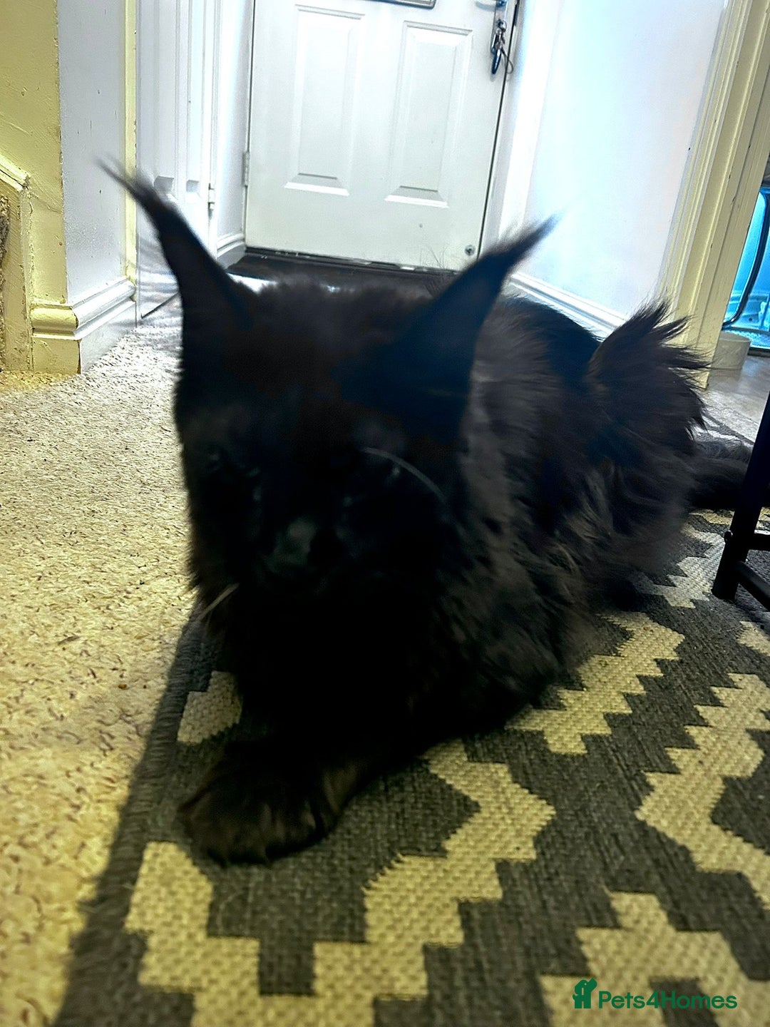 Maine Coon cats for sale: Two lovely Main coon boys - Image 5