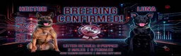 Mixed Breed dogs for sale: Dutch Herder X F1 Bull Herder puppies - Advert 1
