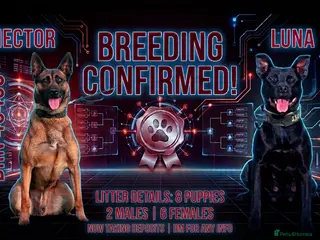 Mixed Breed dogs Dutch Herder X F1 Bull Herder puppies - Advert 11