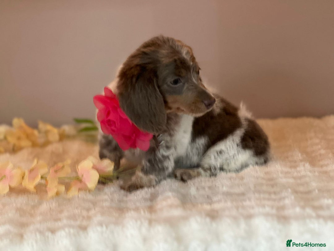 Miniature Dachshund dogs for sale: MINIATURE DACHSHUNDS  - Advert 2