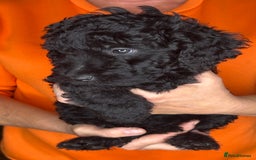 Cockapoo dogs for sale: ONLY 2  LEFT OUTSTANDING TINY MINITURE COCKAPOOS  - Image 23