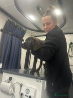 Cane Corso dogs TWO GIRLS LEFT ❤️ FULLY VACCINATED - Advert 12