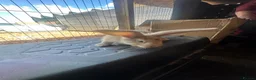 Continental Giant rabbits for sale: 5 Girl Continetal Giant - Advert 10