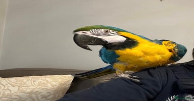 Macaws birds - Advert 4