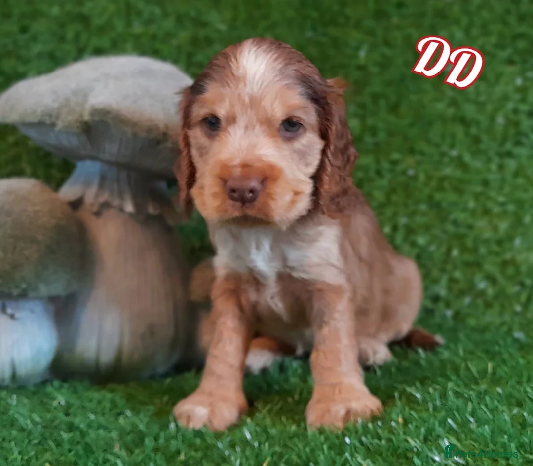Cocker Spaniel dogs for sale: Stunning litter of Show Cocker Spaniel Puppies - Advert 2