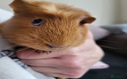 Guinea Pig rodents for sale: Baby girls guinea pigs  - Image 15