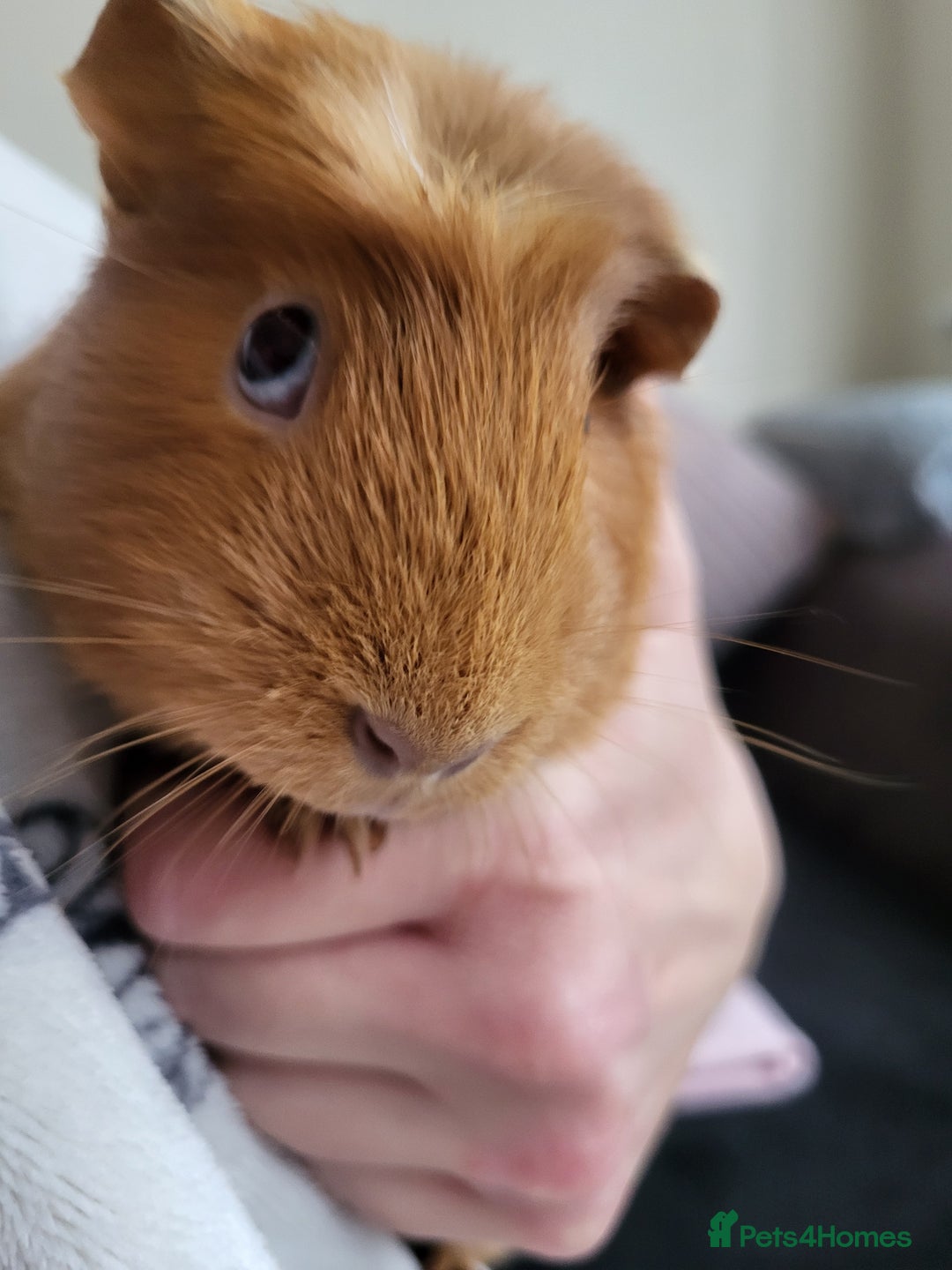 Guinea Pig rodents for sale: Baby girls guinea pigs  - Image 15