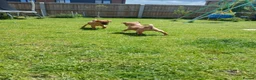 Mixed Breed dogs for sale: Beautiful Chipin puppies (Chihuahua x Pinscher) in Wisbech - Advert 7