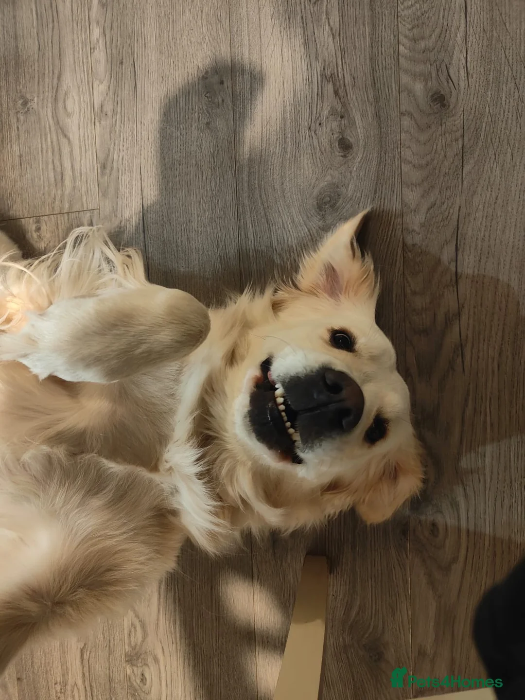 Goldador dogs for sale: Goldador Puppies – Show & Working Lines in Perth - Advert 13