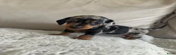 Dachshund dogs for sale: 2 Beautiful Dachshund Puppies Left - Advert 25